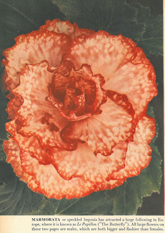 B. ‘Marmorata’